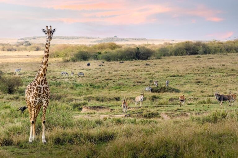 Masai_Mara_National_Reserve