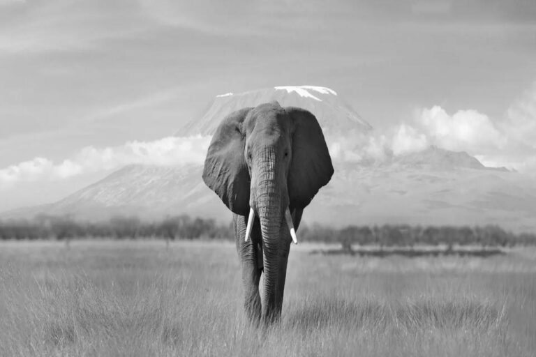 elephant (1)